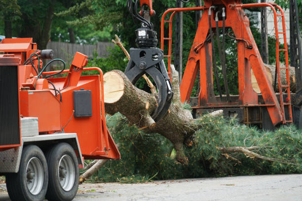 Melville, RI Tree Services Company